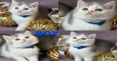 British Shorthair cats - Advert 11