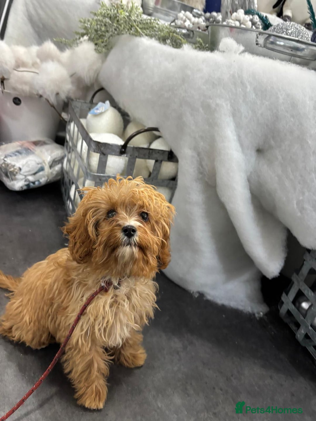 Cavapoo dogs for sale: Cavapoo for sale  - Advert 2