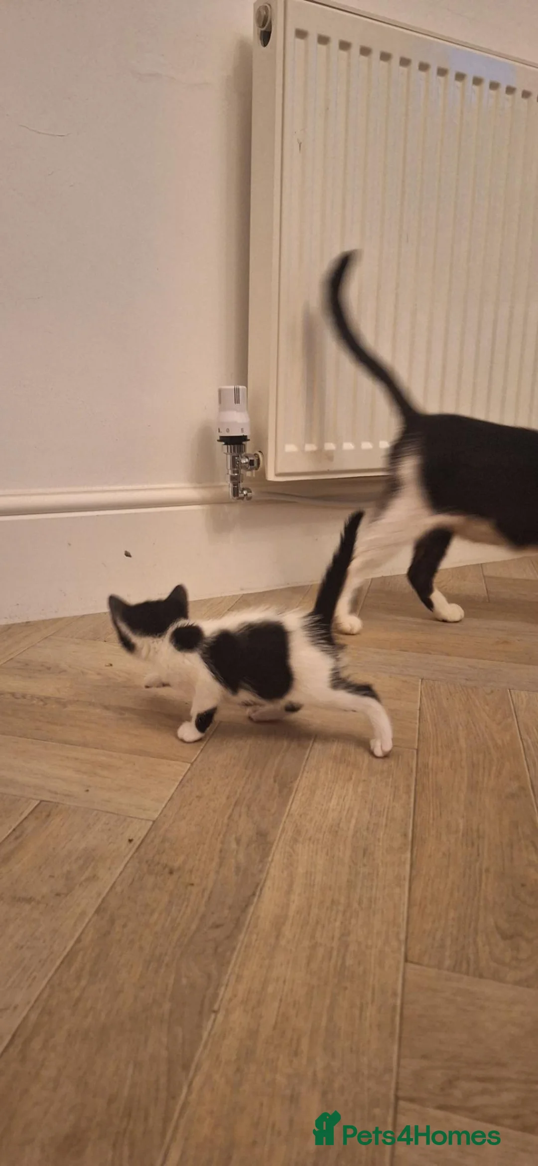 Mixed Breed cats for sale:  **  and 5 kittens in Bury - Advert 2
