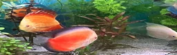 Discus fish for sale: Discus for sale  in Bow Street - Advert 9