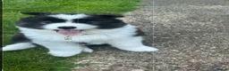 Mixed Breed dogs for sale: Beautiful Samoyed/Siberian Husky puppies💞 - Advert 4