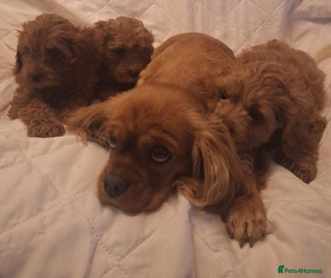 Cavapoo dogs for sale: Beautiful F1 Cavapoos - Advert 13