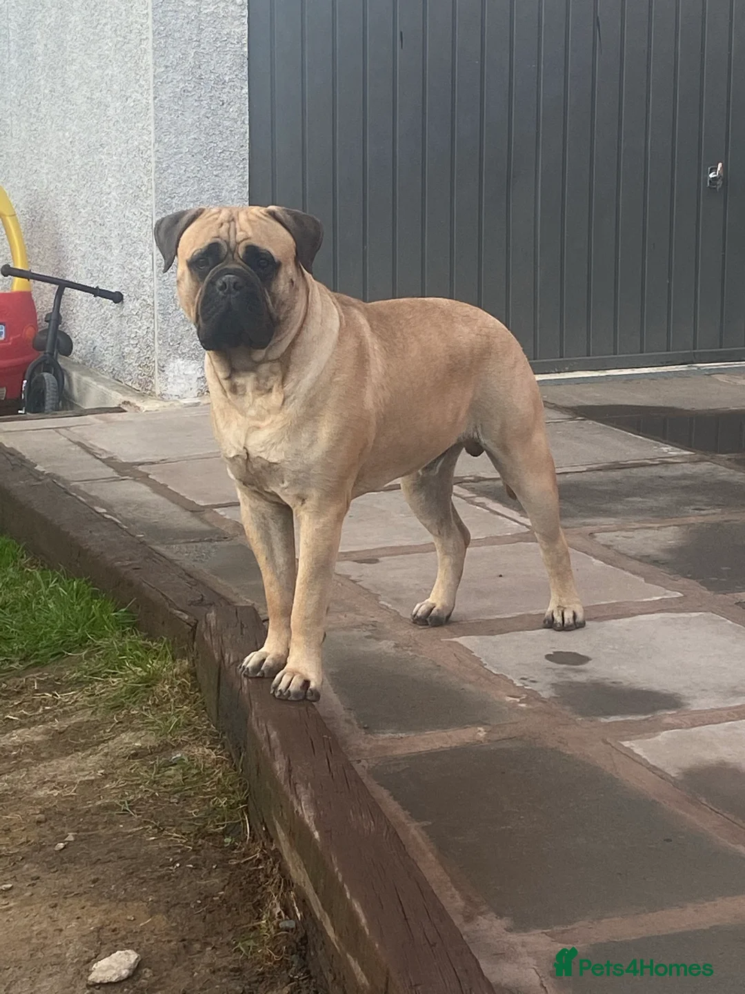Bullmastiff dogs for stud: Male bullmastiff Stud  in Leicester - Advert 2