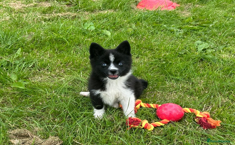 Pomsky dogs - Advert 1