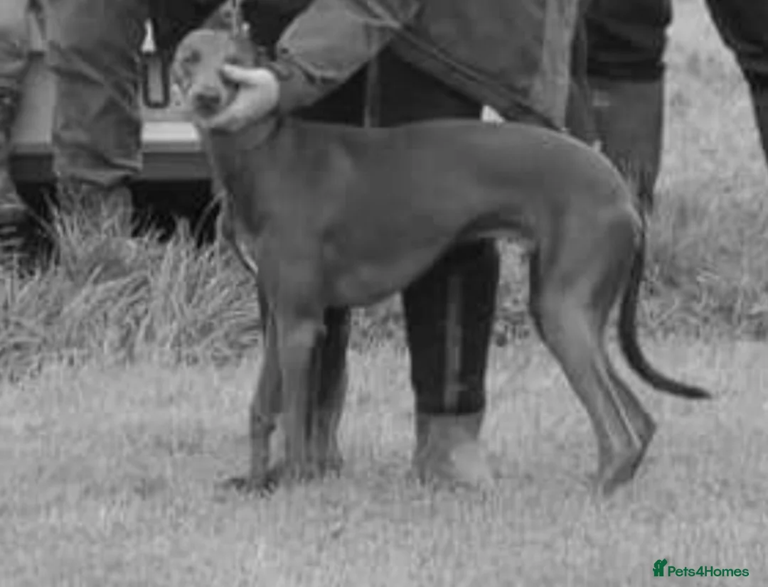 Whippet dogs for stud: Small 19",heart test clear,Full Blue Kc reg stud in Bishop Auckland - Advert 12