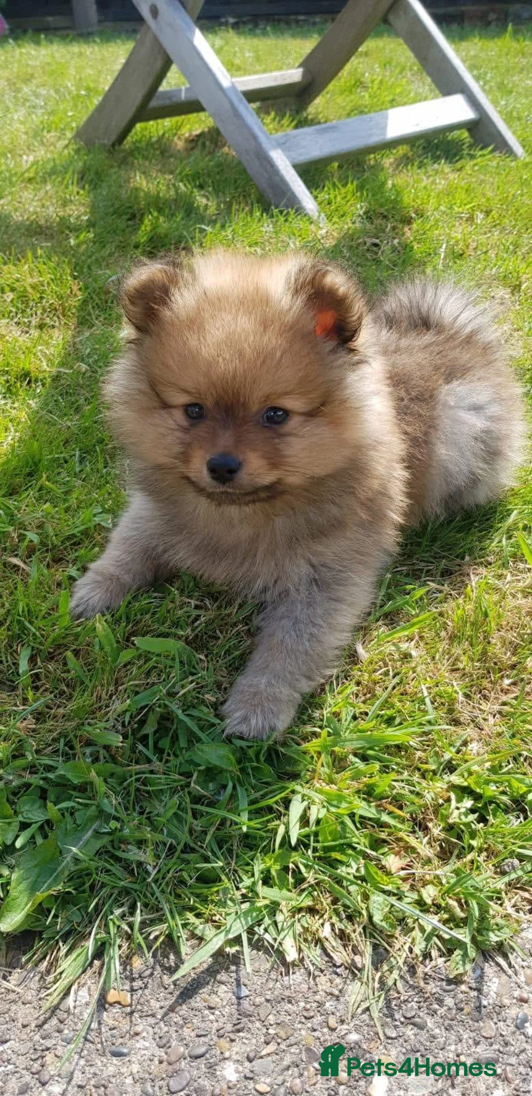 Pomeranian dogs for stud: Teddy is FOR STUD  in Cwmbran - Advert 3