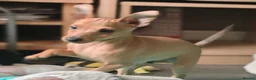 Miniature Pinscher dogs for sale: Lovely red boy ready for loving home in Edinburgh - Advert 18