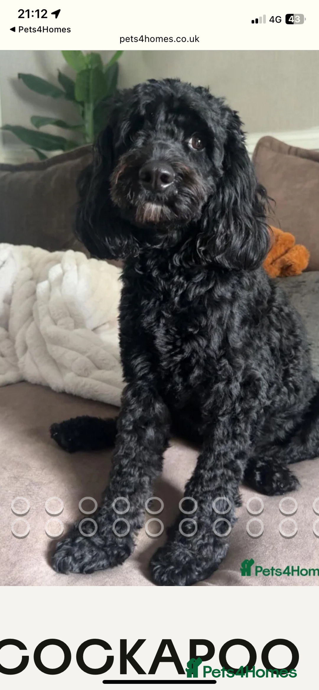 Mixed Breed dogs for sale: CHAMPION COCKAPOO - Advert 7