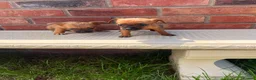 Mixed Breed dogs for sale: Jack russel/Shih Tzu in Carlisle - Advert 5