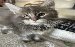Maine Coon cats for sale: Purebred Maine Coons looking for a loving home 😻 - Image 13