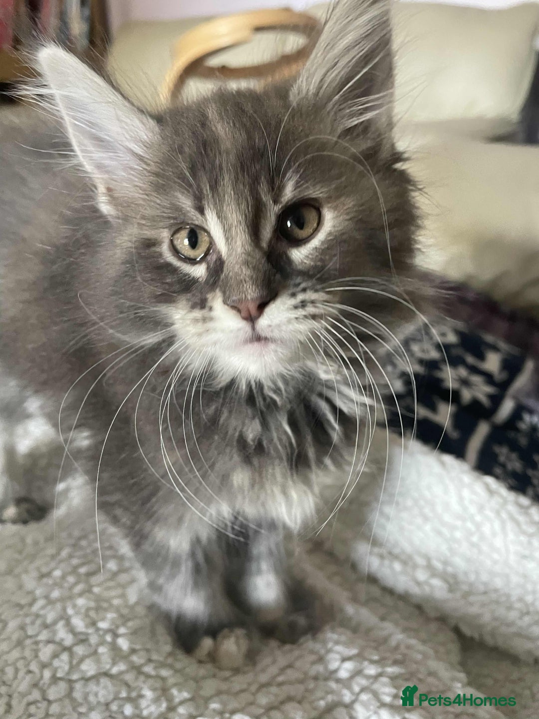 Maine Coon cats for sale: Purebred Maine Coons looking for a loving home 😻 - Image 13