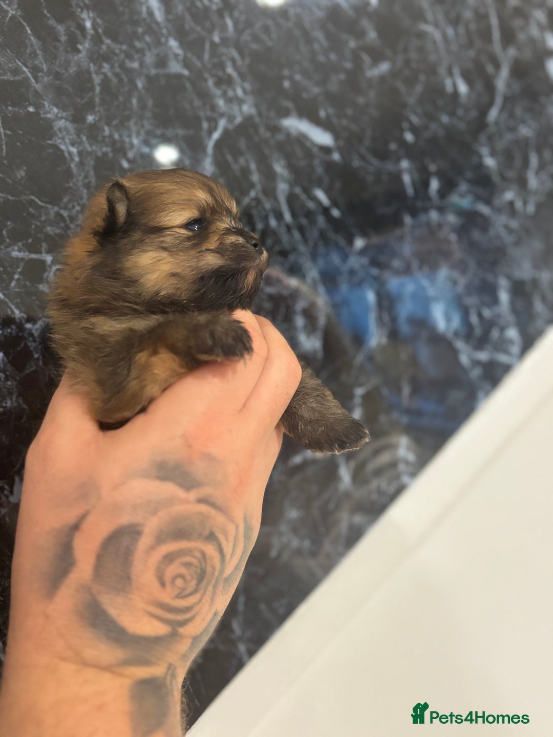 Pomeranian dogs for sale: Kc registered Pomeranians  - Image 6