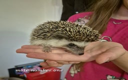 Pygmy Hedgehog rodents for sale: 2 x male pgymy hedgehogs  - Advert 3