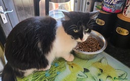 Mixed Breed cats for sale: 3 beautiful female kittens  - Image 5
