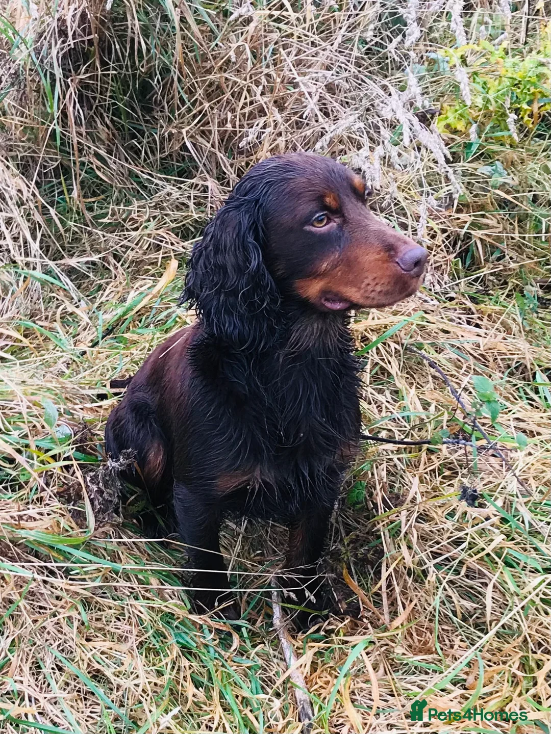 Cocker Spaniel dogs for stud: kc reg health tested working cockers - Advert 4