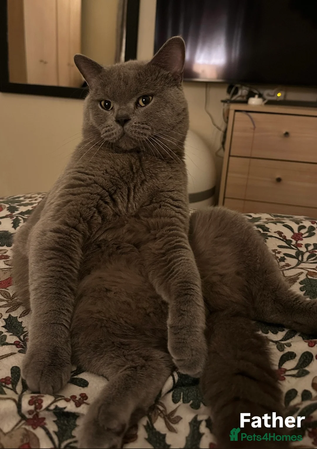 Mixed Breed cats for sale: Mixed breed  in Cheltenham - Advert 2