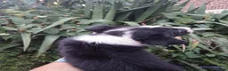 Border Collie dogs for sale: Border collie pups  - Advert 8