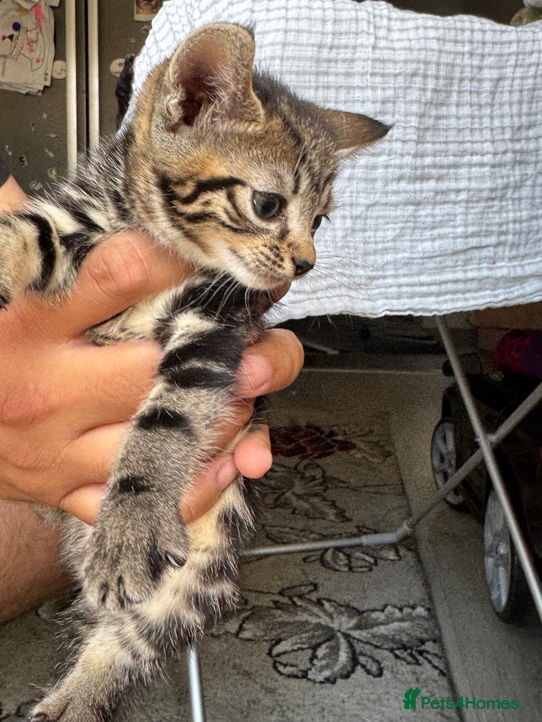 Mixed Breed cats for sale: European shorthair tabby cross kittens available.  - Image 3