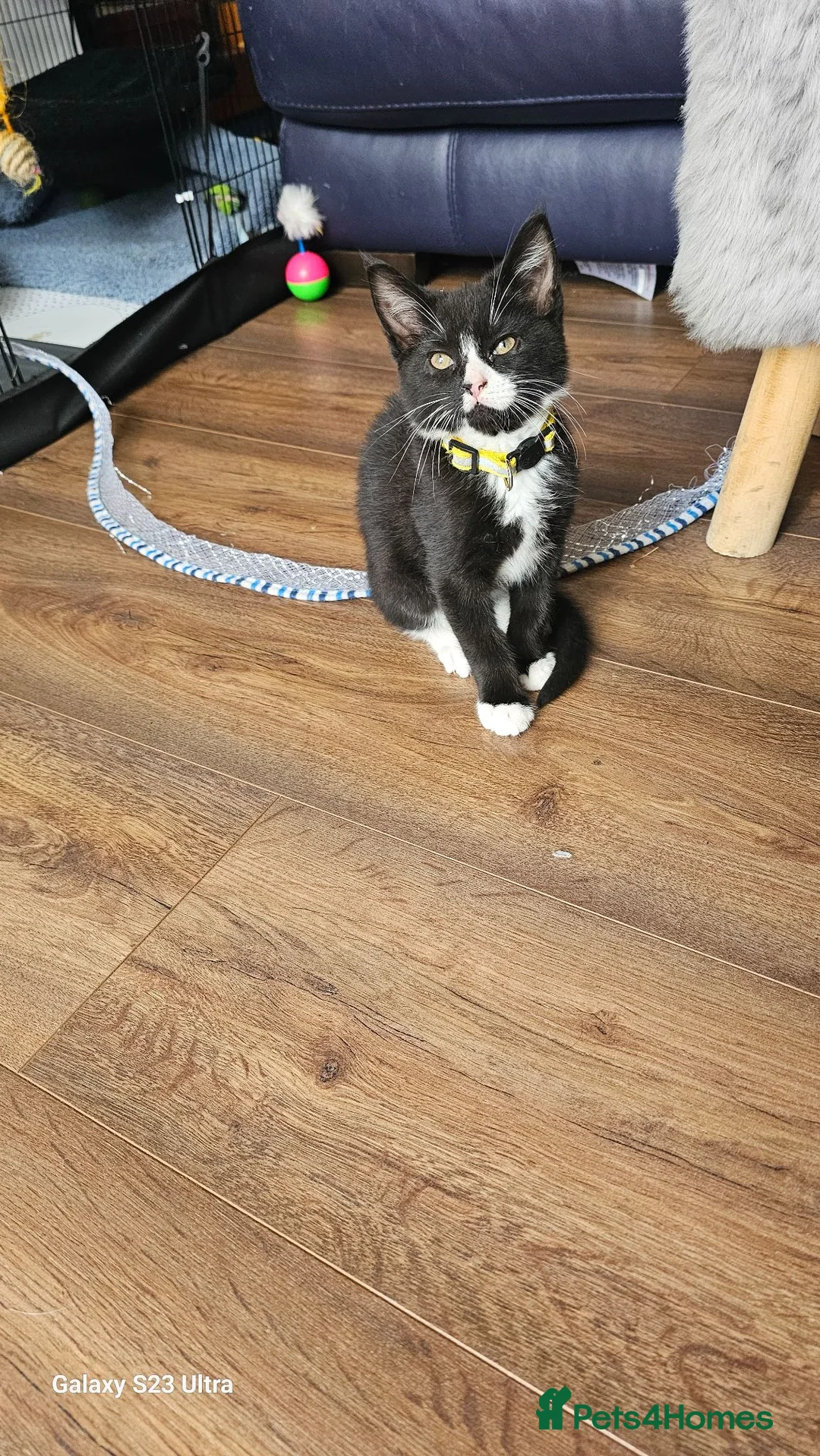 Mixed Breed cats for sale: 5 little kittens ready for the new lovely homes  ! - Advert 2