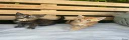 Mixed Breed cats for sale: 4 kittens for sale  - Advert 5