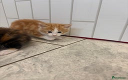 Mixed Breed cats for sale: 5 Beautiful Ragdoll/Tabby Kittens  - Image 3
