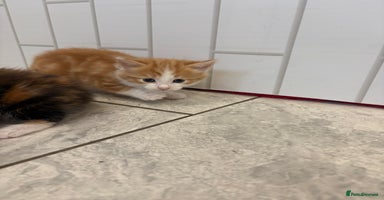 Mixed Breed cats - Advert 11