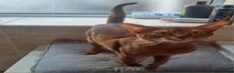 Abyssinian cats for sale: Abyssinian boy looking for a new home - Advert 6