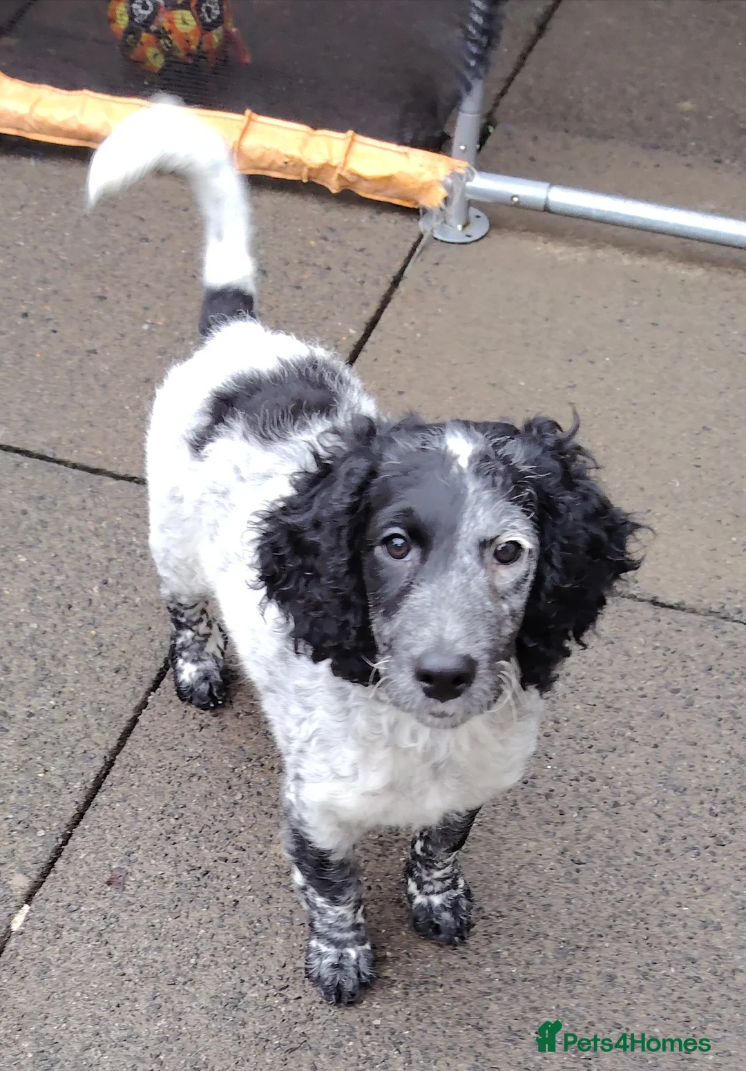 Cockapoo dogs for sale: Cockapoo puppies - Advert 2