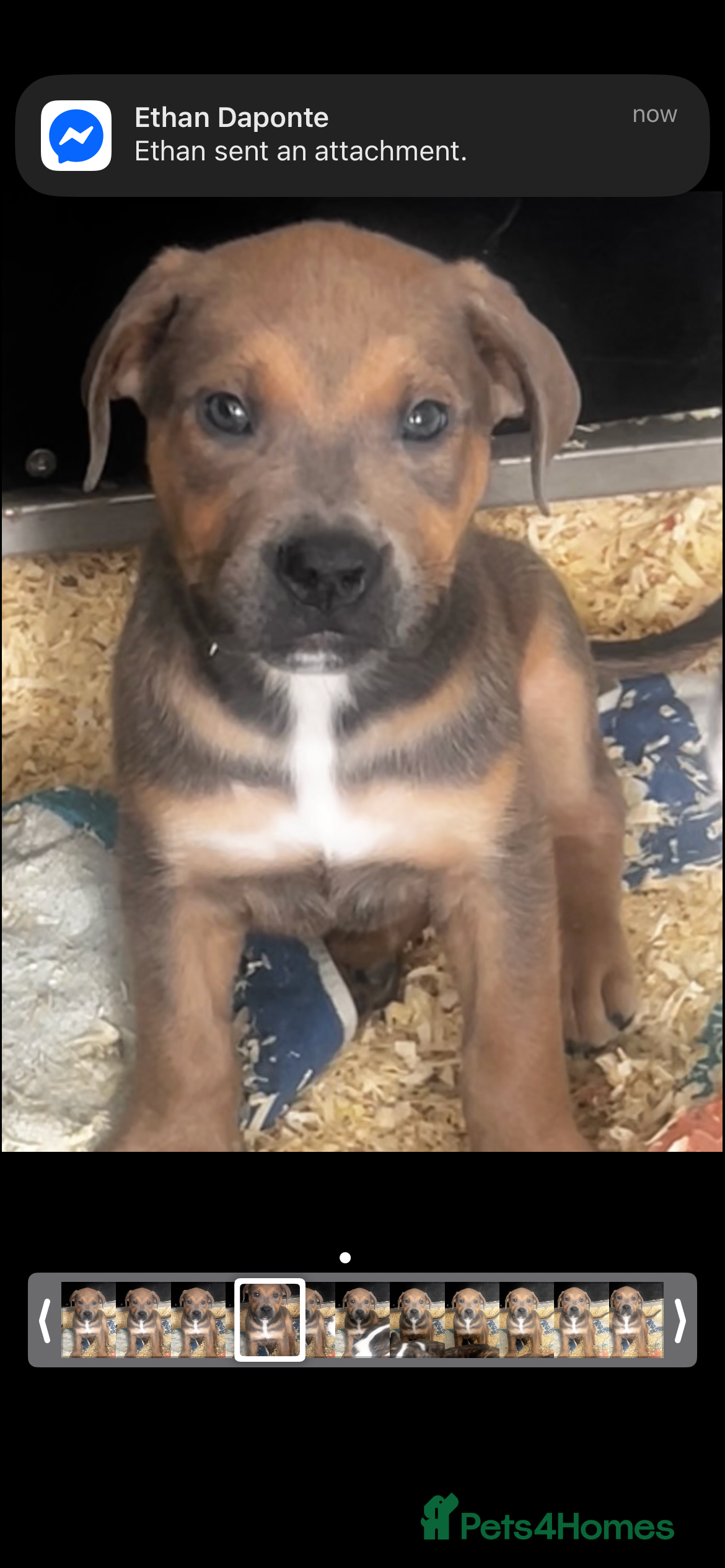 Mixed Breed dogs The Last 3 babies  - Advert 18