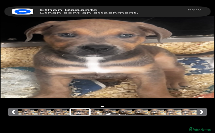 Mixed Breed dogs The Last 3 babies  - Advert 1