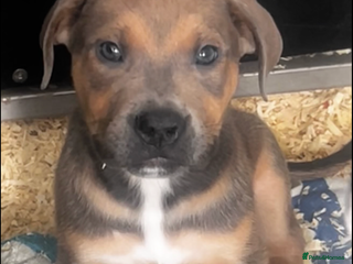 Mixed Breed dogs The Last 3 babies - Advert 1