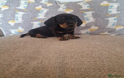 Miniature Dachshund dogs for sale: **ready now* KC registered mini Dachshund puppy - Image 6