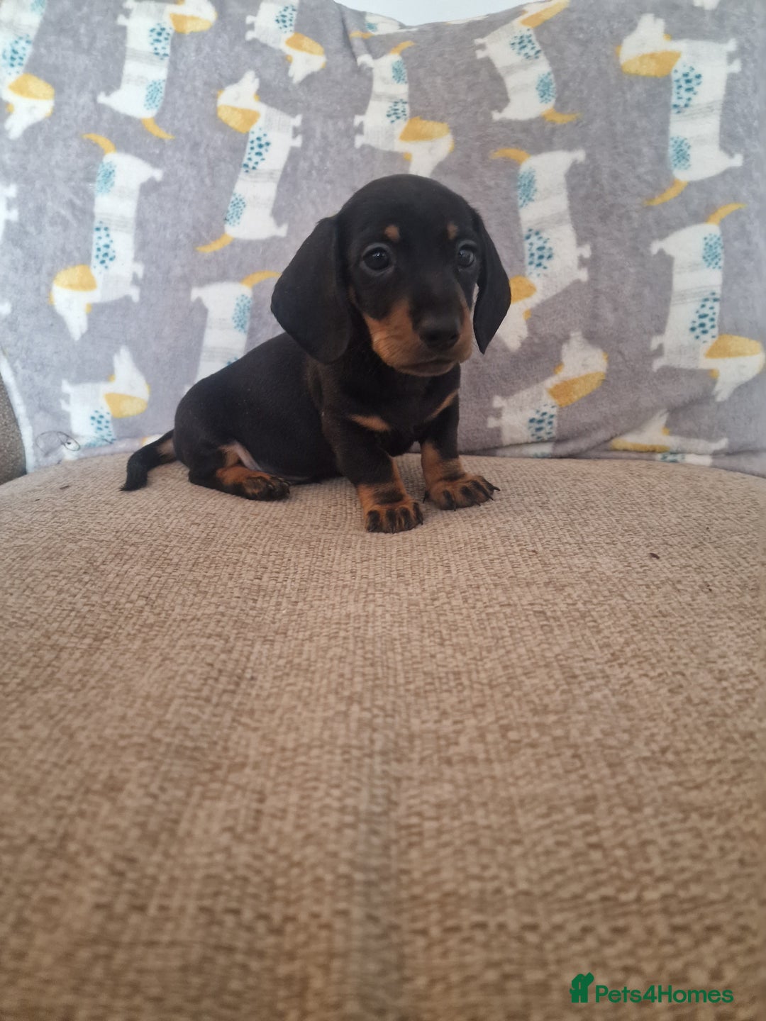 Miniature Dachshund dogs for sale: **ready now* KC registered mini Dachshund puppy - Image 6