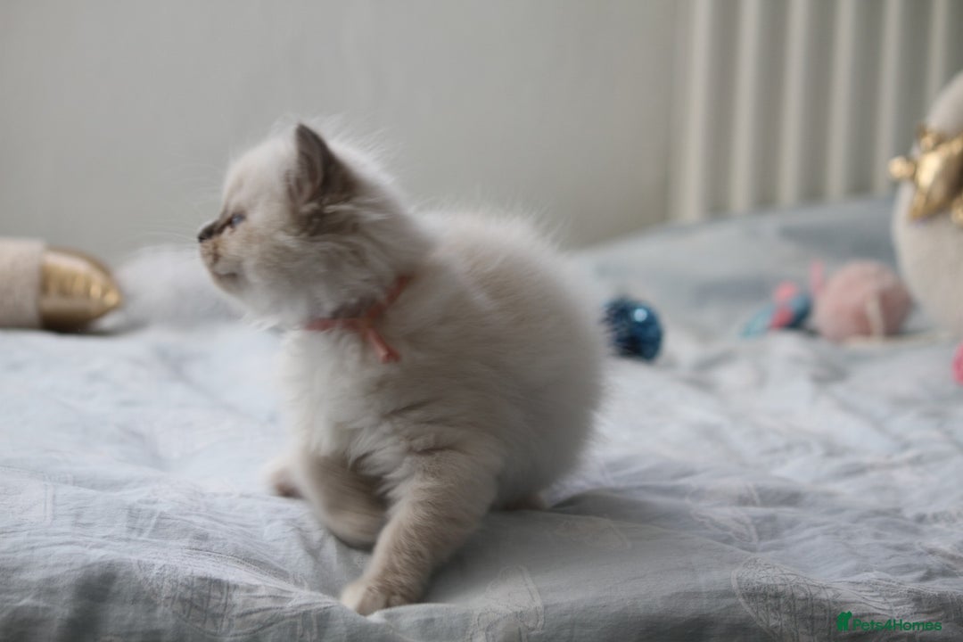 Ragdoll cats for sale: Active TICA princesses 👑❤️🩷💜 - Image 34