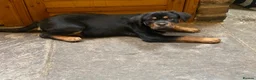 Rottweiler dogs for sale: Male Rottweiler Pup - Advert 3