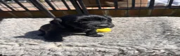 Cocker Spaniel dogs for sale: Cocker Spaniel puppies - Advert 2