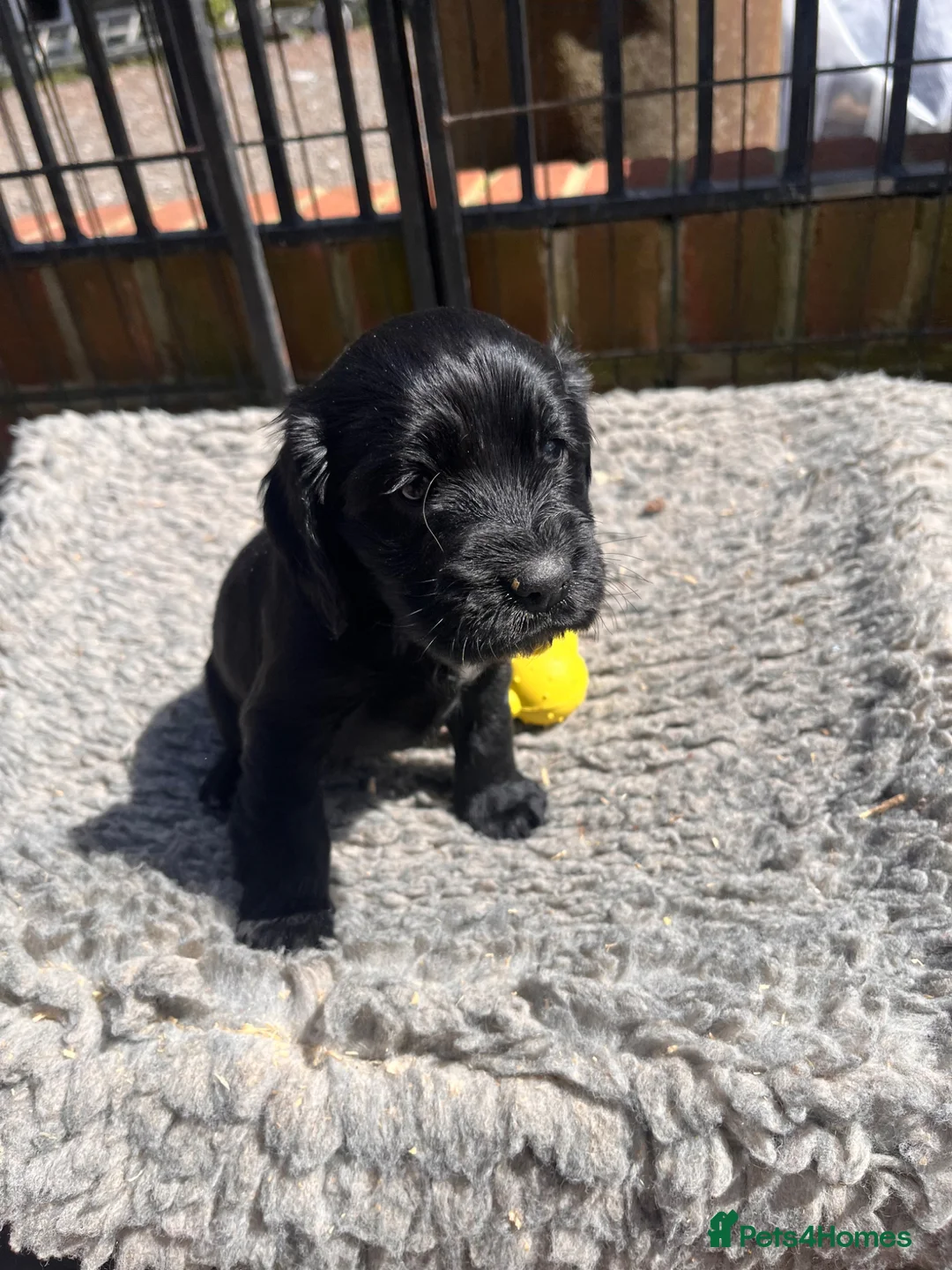 Cocker Spaniel dogs for sale: Cocker Spaniel puppies - Advert 2