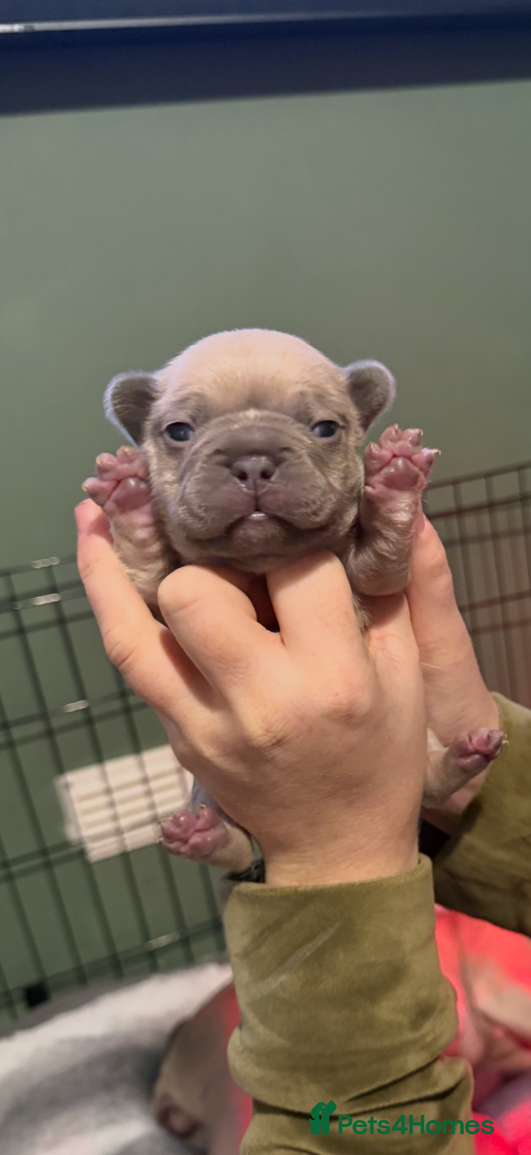 French Bulldog dogs for sale: French bull dog puppy’s  - Advert 9