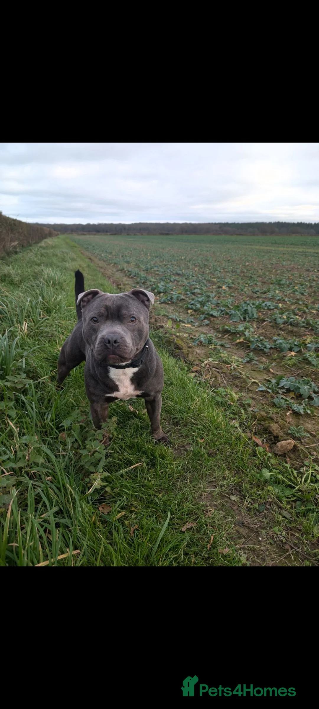 Staffordshire Bull Terrier dogs for sale: Dobby  - Advert 2