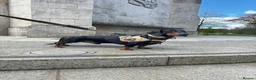 Dachshund dogs for stud: Dachshund Available for Stud - Advert 4