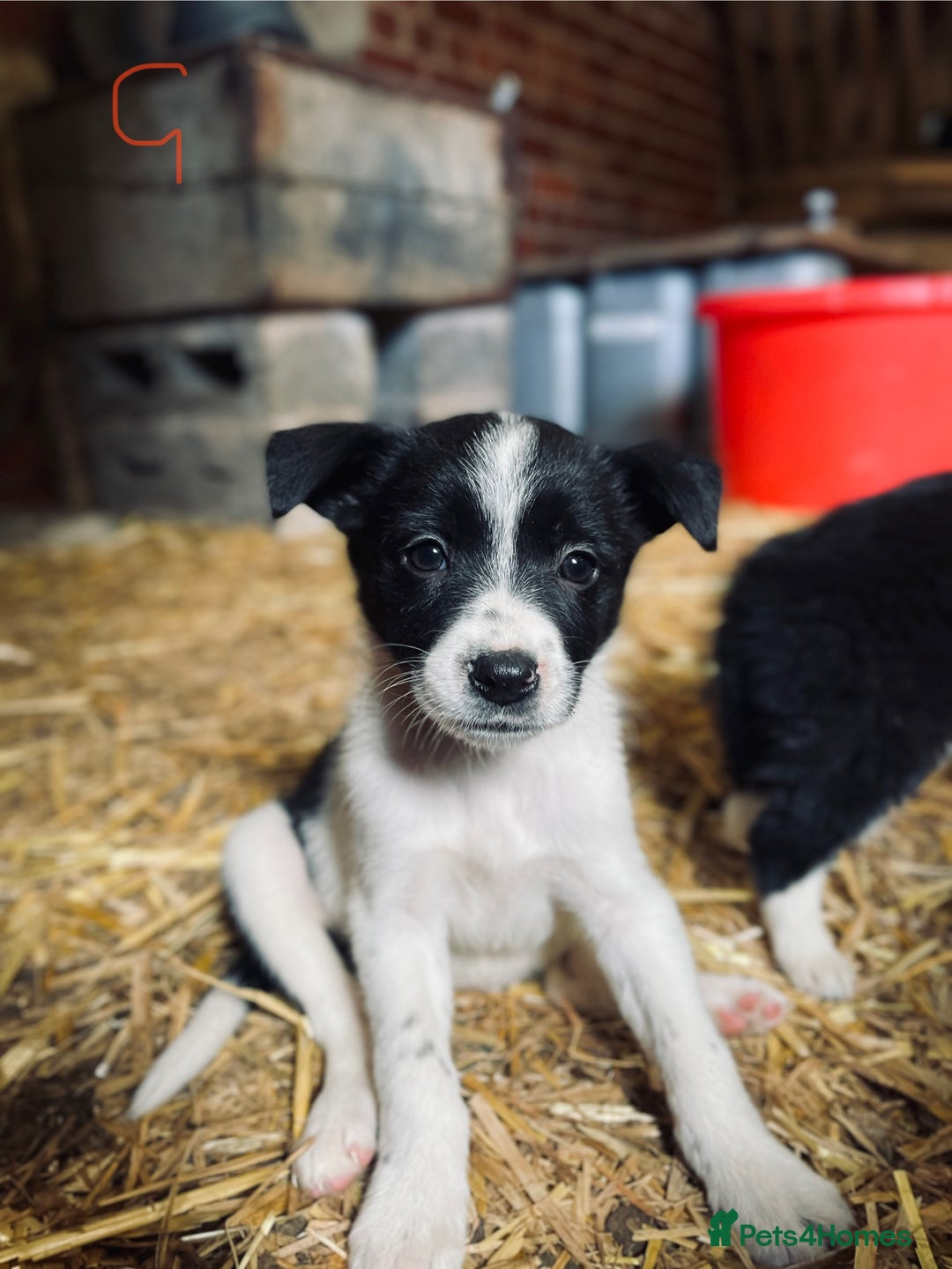 Mixed Breed dogs for sale: Collie x puppies - Image 7