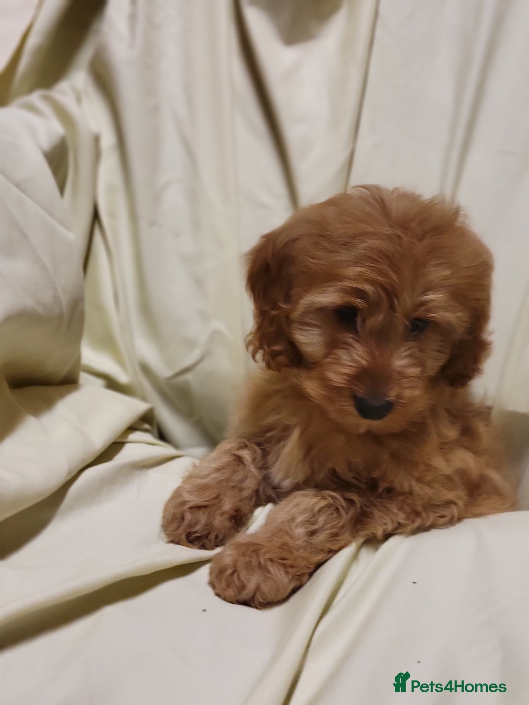 Cockapoo dogs for sale: Cockapoo puppies  - Advert 5