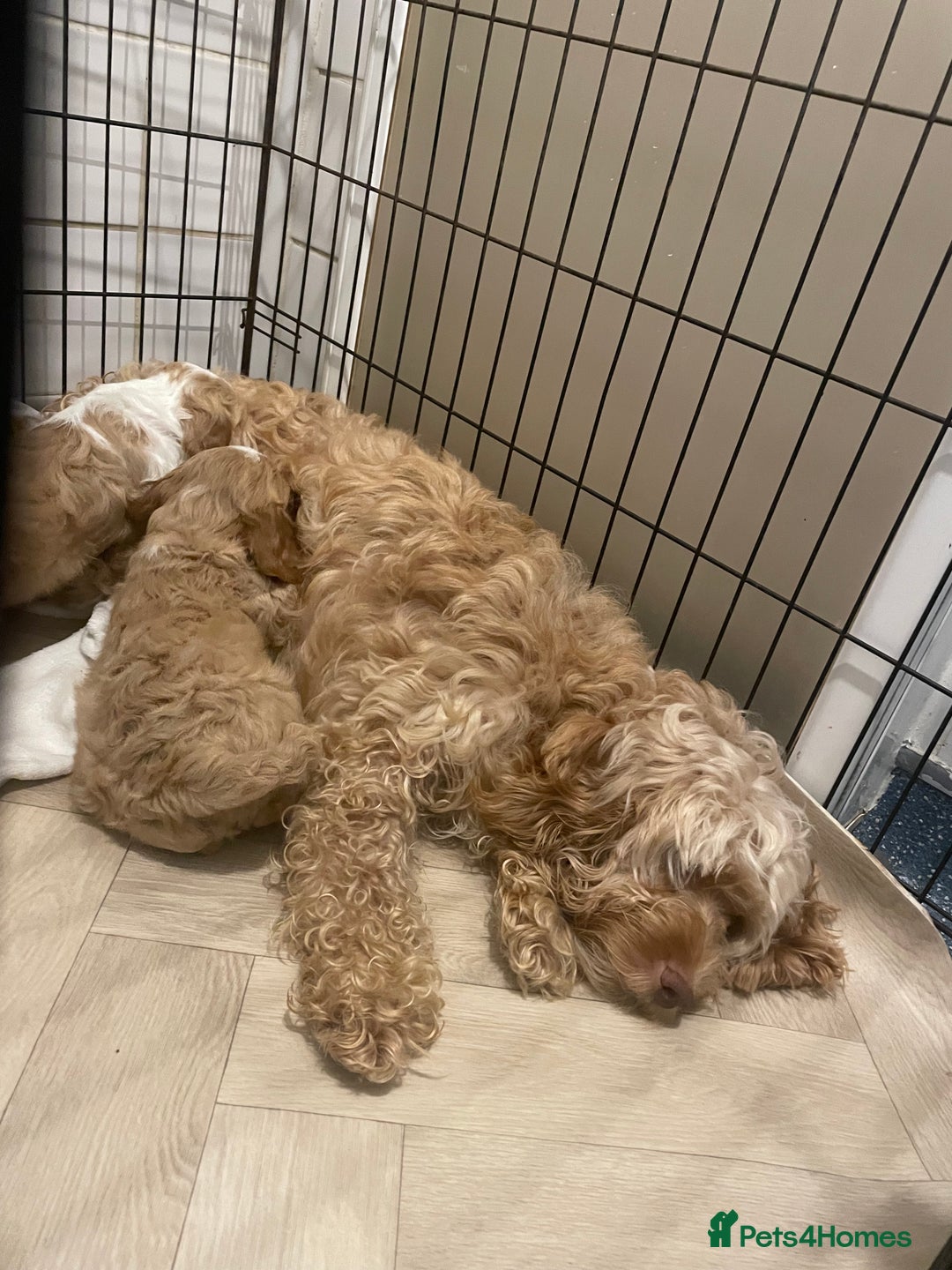 Cockapoo dogs for sale: Cockapoo - Image 6