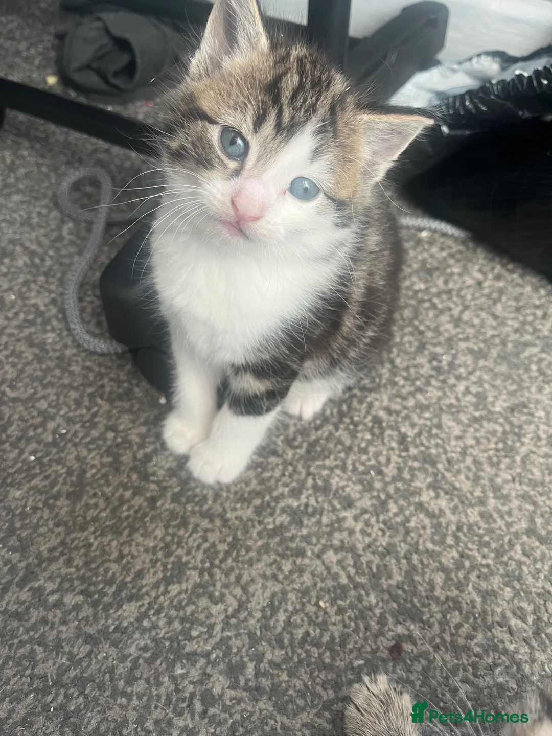 British Shorthair cats for sale: Beautiful kittens  - Advert 1