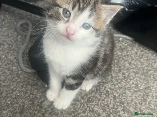 British Shorthair cats Beautiful kittens - Advert 1