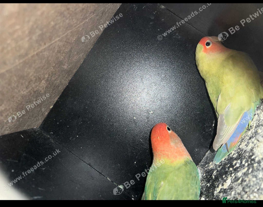 Lovebirds birds for sale: Lovebirds for sale  - Image 1