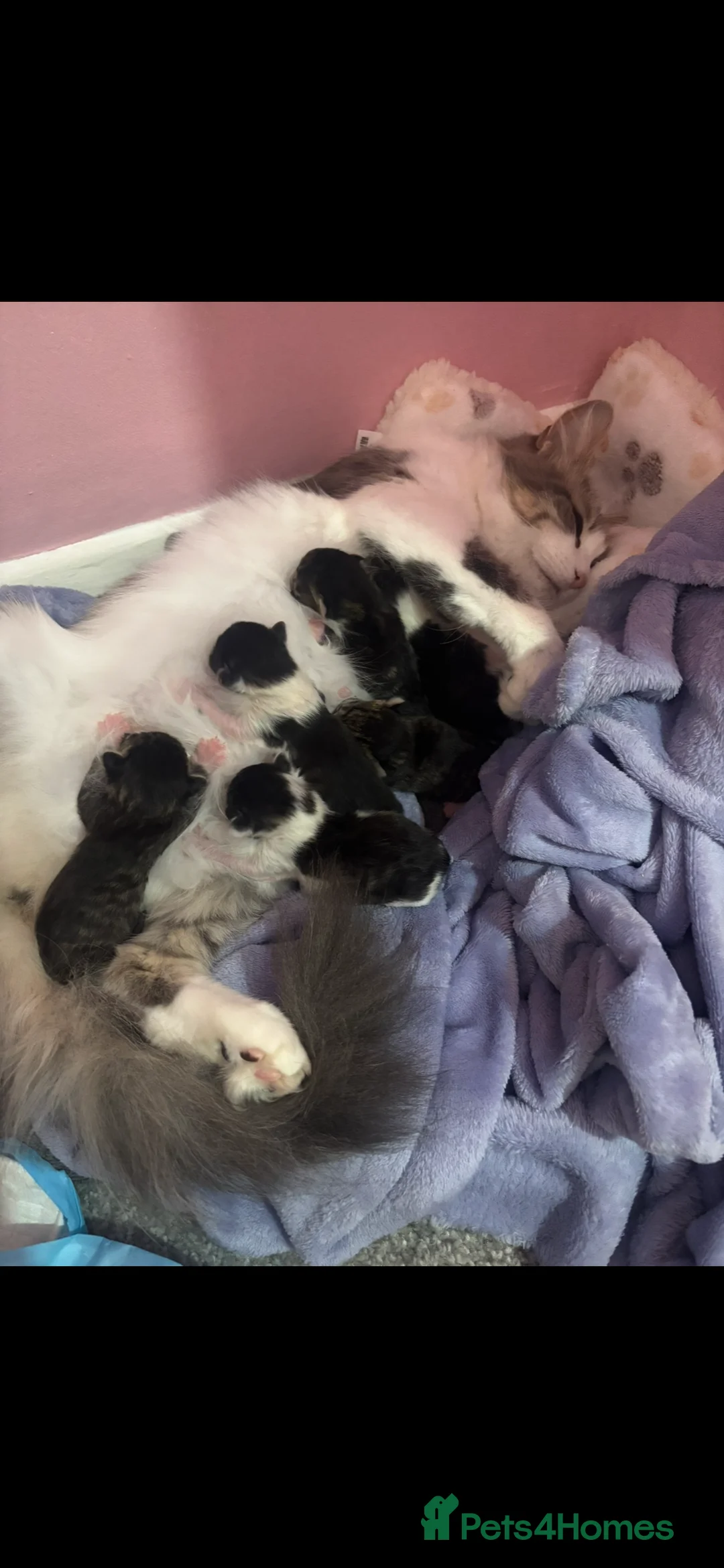 Mixed Breed cats for sale: Beautiful 10 week old tabby kittens  in London - Advert 11