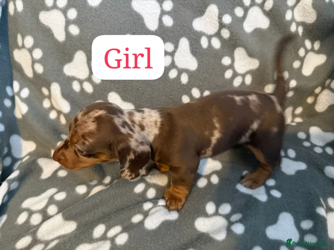 Miniature Dachshund dogs for sale: Miniature dachshund  - Advert 6