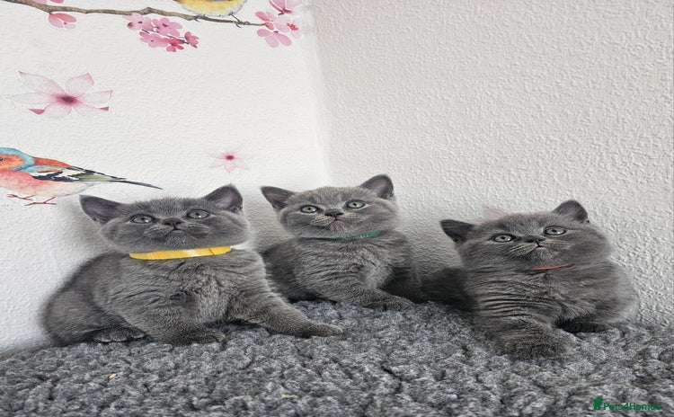 British Shorthair cats - Advert 4