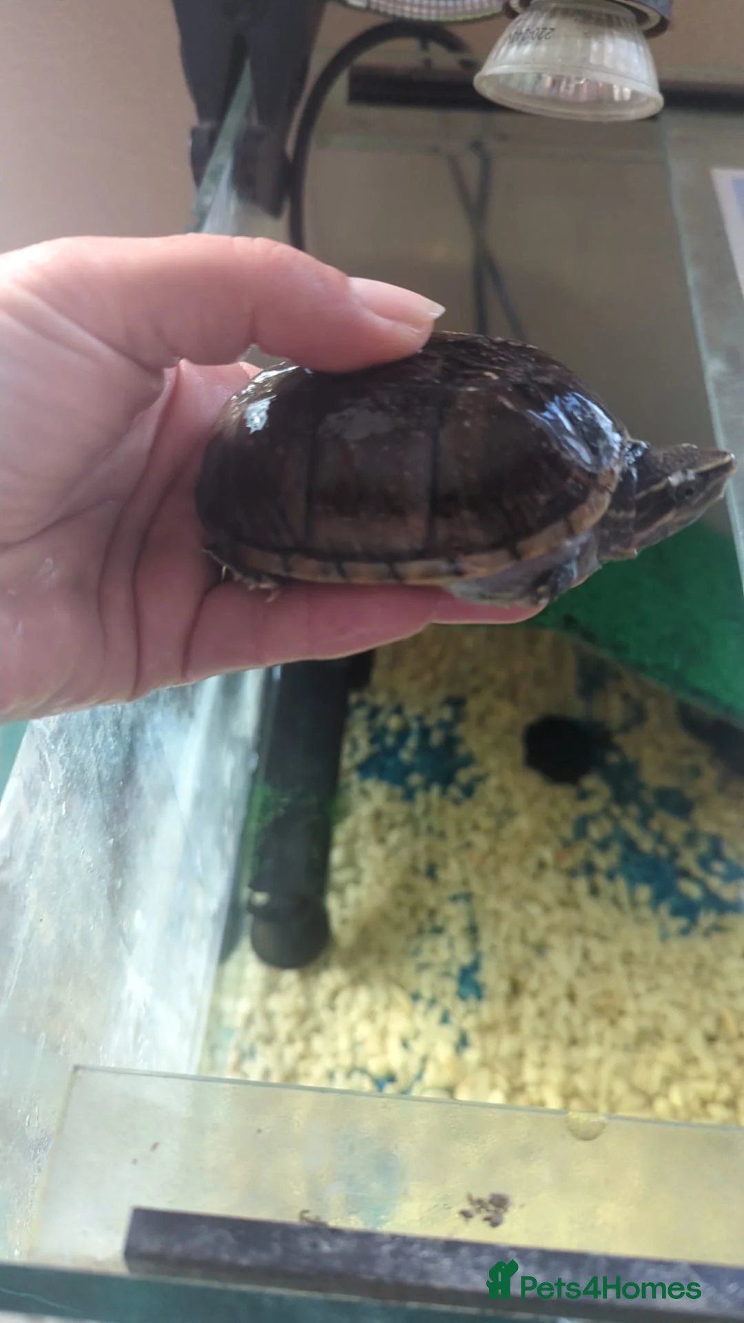 Turtle reptiles for sale: Musk turtles  in Washington - Advert 2